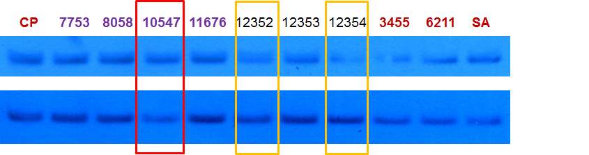 그림 65. Primary testing of assembly inhibitor candidates