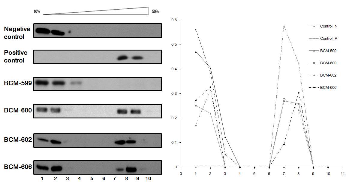 그림 68. Chemicals에 의해 capsid 형성이 억제되는 것을 sucrose density gradient analysis를 통해 확인