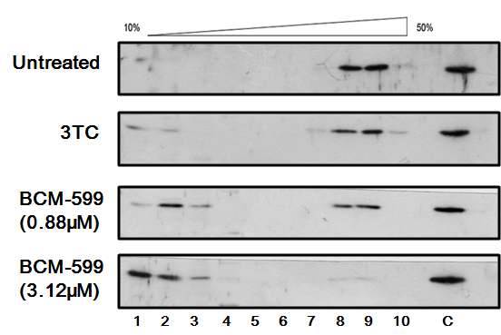 그림 73. Chemical처리에 따른 Intracellular capsid변화를 Sucrose density gradient를 이용해 확인