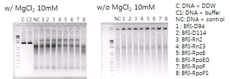 반응 용액에 MgCl2의 첨가 유무에 따른 융합단백질의 활성