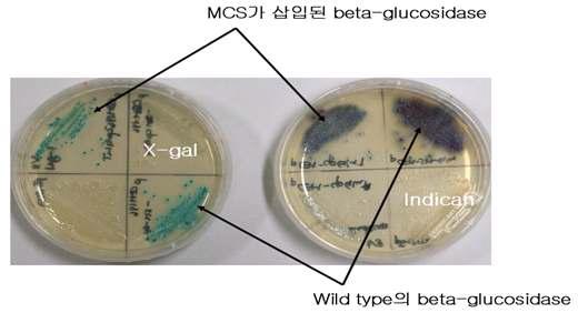 MCS가 삽입된 β-glucosidase 의 X-gal 과 indican에 대한 활성