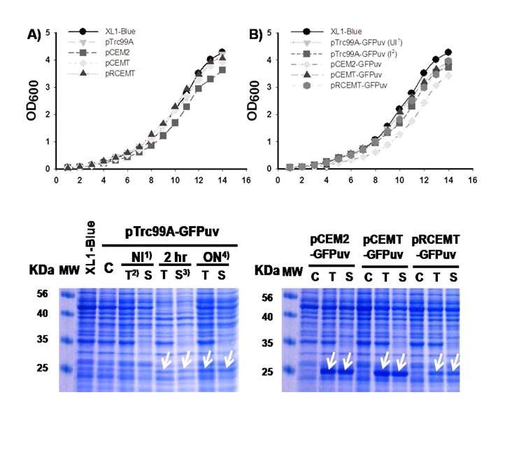 GFPuv를 각 벡터에 클로닝하였을 때 발현 양상과 성장속도 C, un-induced; T, 전체 단백질; S, 가용성 단백질; ON, overnight 배양