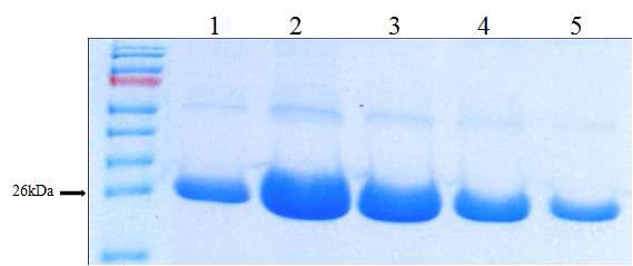 정제된 his-mBFP의 SDS-PAGE 분석. Blue Sepharose 와 Ni-NTA resin을 이용해 정제한 단백질을 용리과정을 거친 후 순도 분석을 위하여 SDS-PAGE를 수행한 것이다. 1~5는 FPLC를 이용하여 용리되는 단백질을 순차적으로 회수하여 전기 영동한 것이다.