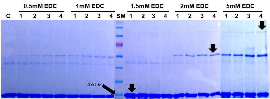 EDC 농도에 따른 mBFP의 4차구조 분석 SM은 proteain size marker, C는 EDC를 처리하지 않은 mBFP를 나타내며, mBFP를 표시된 농도로 60분(1), 90분(2), 120분(3) 150분 (4) 동안 처리 후 SDS-PAGE를 분석한 결과이다. 높은 농도의 EDC에서 이량체와 사량체 밴드가 보이며, 처리시간에 따라 증가하는 것이 관찰된다.