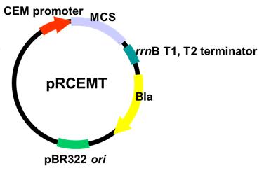 pRCEMT 항시 발현 벡터의 유전자 구성과 지도