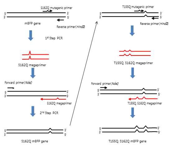 Mega-primer PCR을 이용한 점 돌연변이의 유발. 각각의 반응은 전형적인 PCR 조건에서 수행되었으며 원하는 위치 이외의 변이 형성을 막기 위해 신뢰도가 높은 중합효소(pfu polymerase)를 이용하였다.