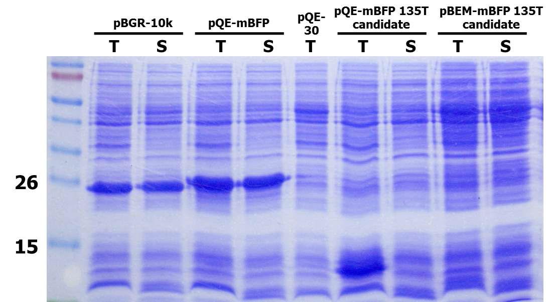 mBFP135T의 발현 양상 분석. T는 total protein을 S는 soluble protein을 나타낸다.