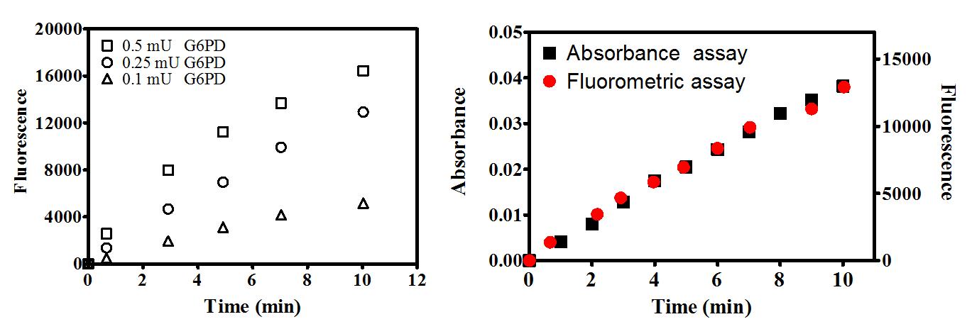 mBFP를 이용한 효소활성 측정과 형광/흡광도 값 사이의 효소 활성 상관 계수. 효소 반응시간 마다 mBFP를 첨가하여 형광을 측정하였다. 흡광도 측정(검은색)과 형광 측정(붉은색)은 유사한 기울기를 보인다. 포도당-6 인산 탈수소효소는 0.25 mU을 사용 하였으며 흡광도 측정은, r2 = 0.997 과 y = 0.0038x; 형광 측정은, r2 = 0.991 과 y = 1248x 값을 가진다.