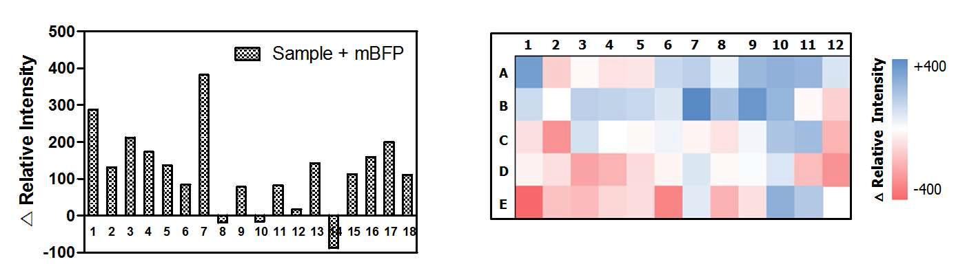 Metagenomic DNA 라이브러리에서 관련 효소를 선별하기 위한 small scale HTS분석. (좌) tube당 약 50개의 clone을 접종하여 배양한 후, 배양된 균주를 기질과 반응시켜 효소 활성을 측정하였다. (우)1차 측정에서 효소 활성이 높았던 7번 tube에 포함된 clone을 96 well plate에 개별 접종하여 활성을 재측정한 결과이다.