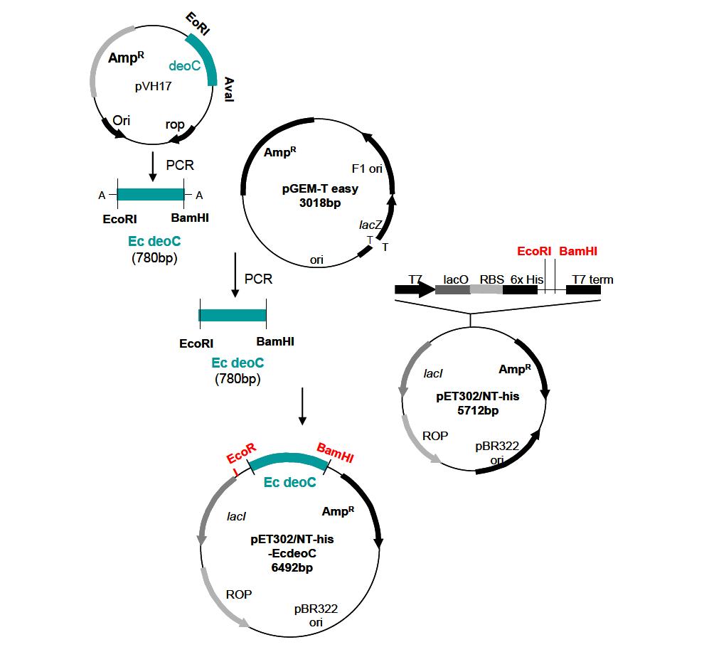 E. coli K12 균주 유래의 DERA cloning을 위한 scheme