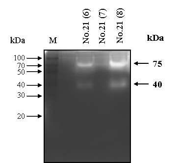 Metagenome 유래 신규 protease의 SDS-zymography 분석.