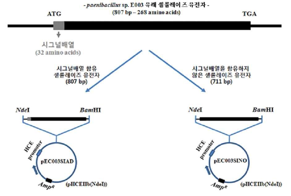 cellulase 발현 벡터 pEC003SIAD, pEC003SINO의 구축 과정