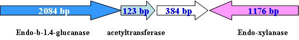 Shotgun cloning을 통한 B. licheniformis DJ-2 유래 cellulase 유전자 분석.