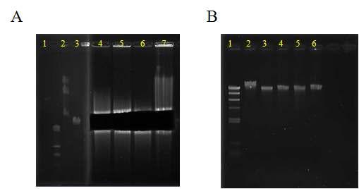 Size selection과 DNA recovery. A, 1; λ/Hind III, 2; λcontrol, 3; fosmid control, 3-6; sample DNA B, 1; λ/Hind III, 2; fosmid control 3-6; sample DNA