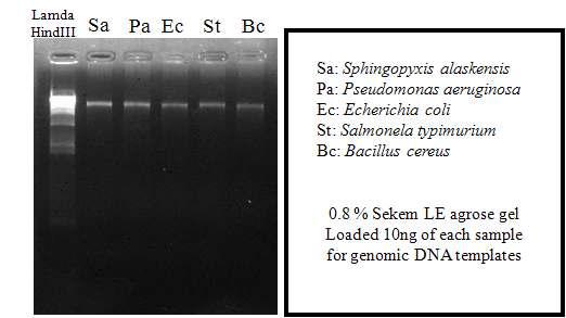 다섯 균주의 genomic DNA을 각각 10 ng씩 0.8 % agrose gel 전기영동확인.
