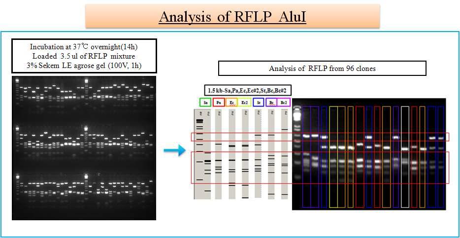 16s rDNA library의 RFLP 분석 과정.