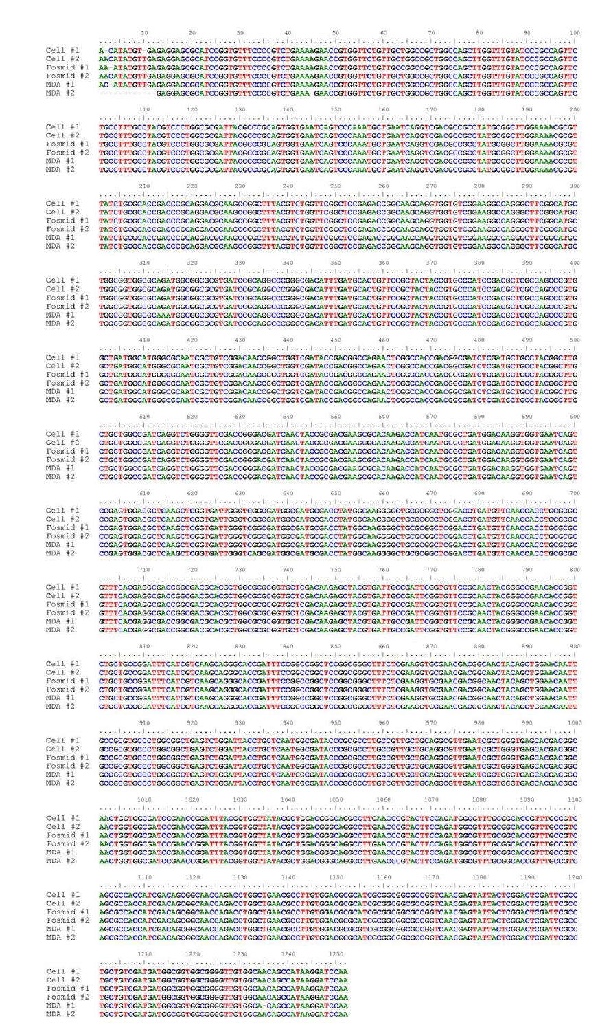 Cellulase 2 염기서열 분석