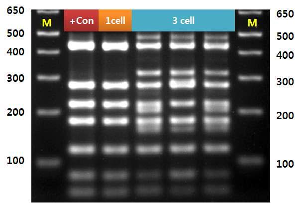 J . naejangsanesis MDA 16S rRNA PCR 시료에 대한 RFLP 분석.