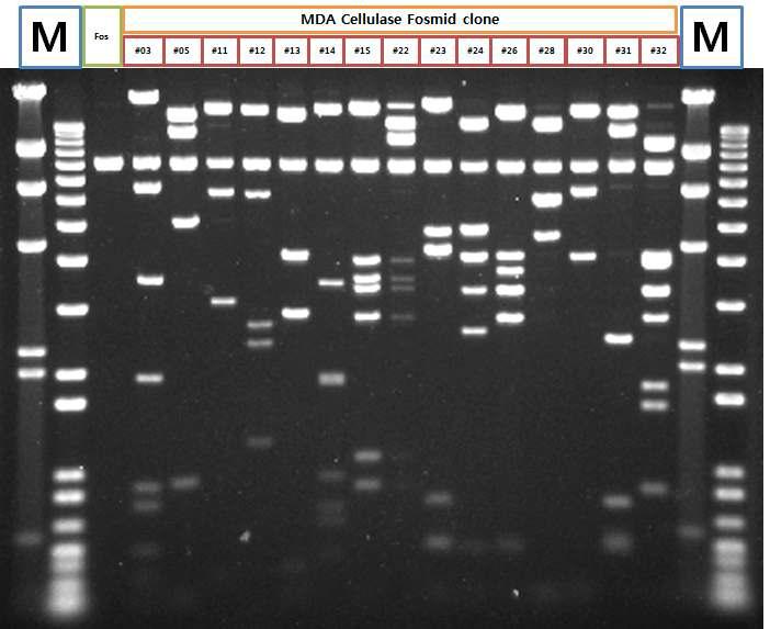Jeongupia naejangsanesis EC010 MDA Fosmid 클론에 대한 RFLP 분석