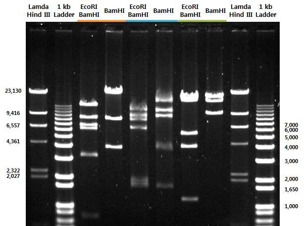 Proteus mirabilis MDA Fosmid 클론에 대한 RFLP 분석