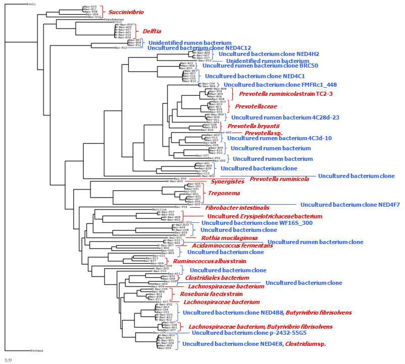 Cow rumen 시료에 대한 16S rDNA 군집 분석 결과