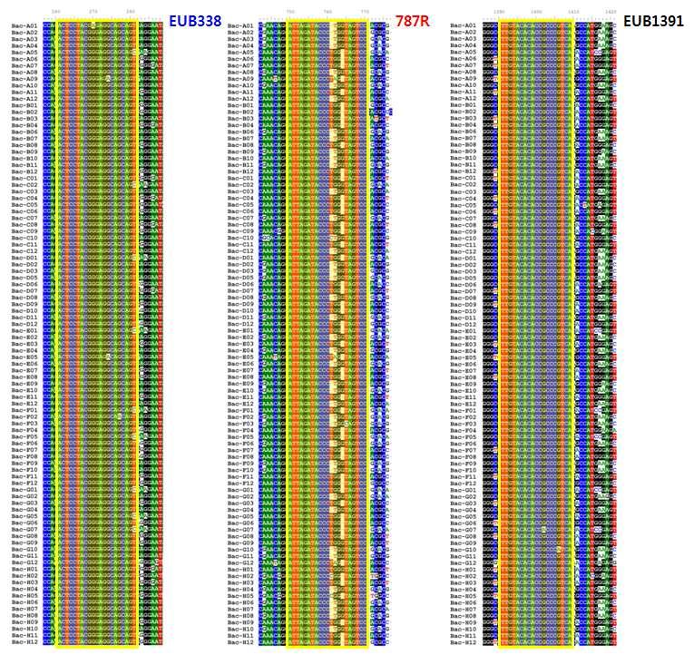 Cow rumen 박테리아 16S rDNA 클론 라이브러리에 대한 FISH probe alignment