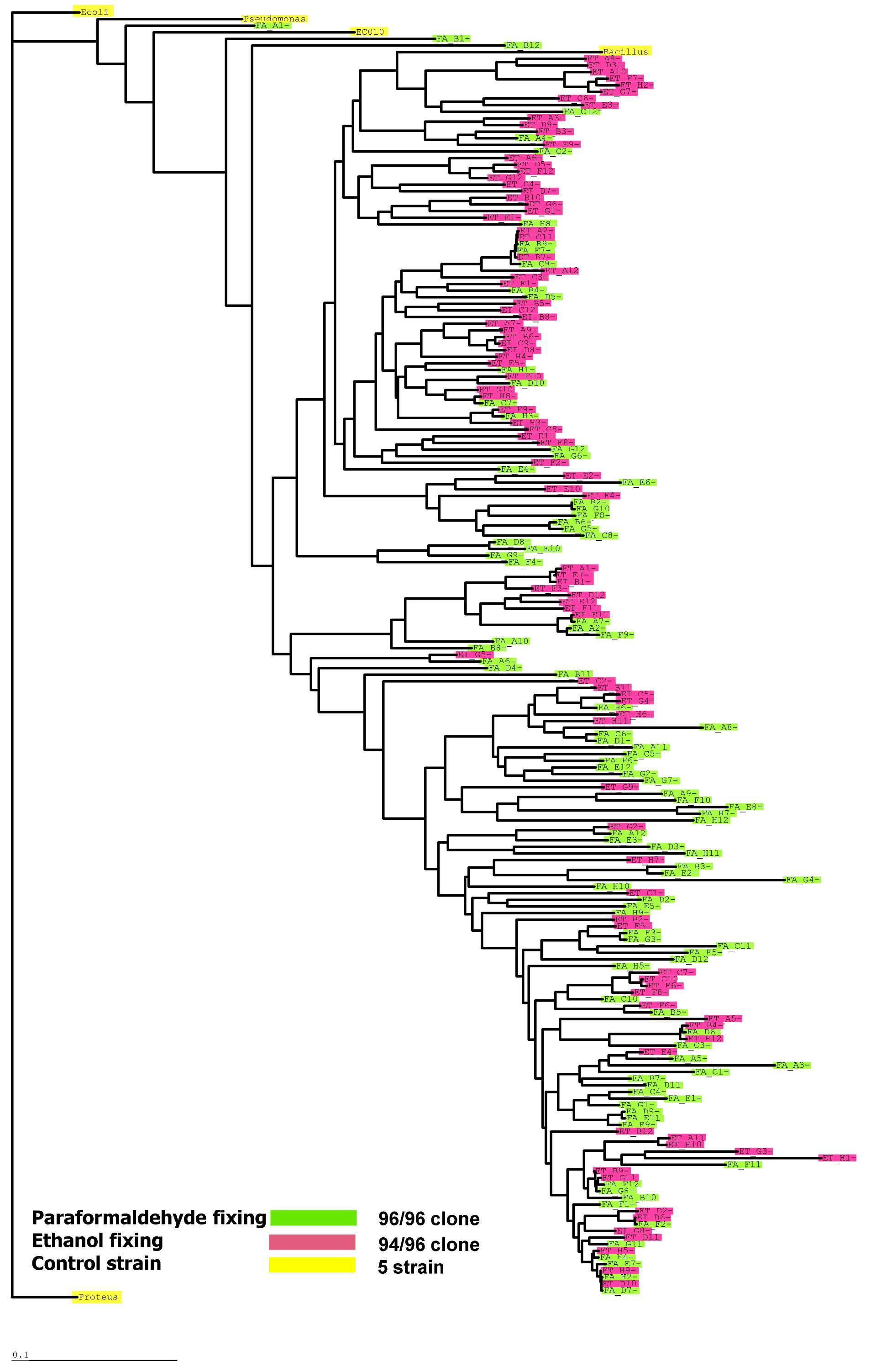 Paraformaldehyde/Ethanol 고정화 16S 클론 라이브러리에 대한 phylogenetic tree