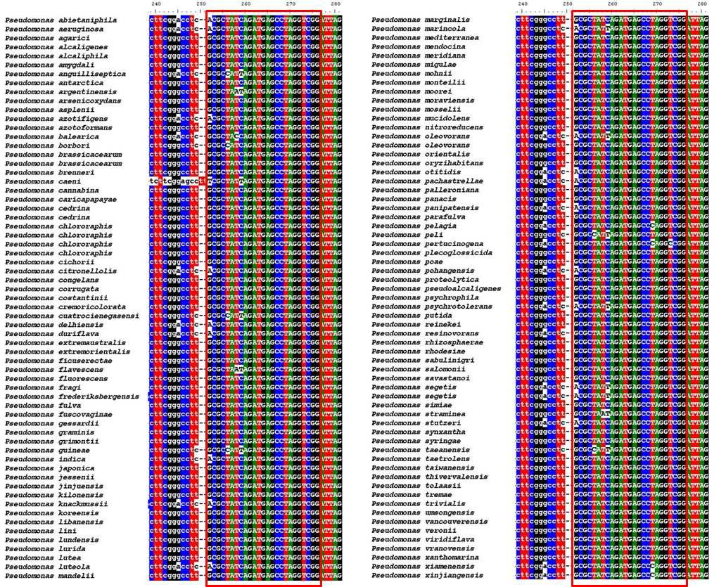 Pseudomonas FISH probe alignment 결과