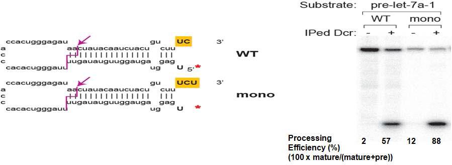 모노우리딜화는 let-7의 프로세싱을 촉진하여 miRNA 생성을 돕는다.