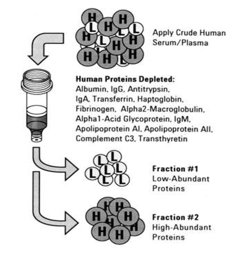 그림 22. 혈청에서 abundant 단백질 제거 과정
