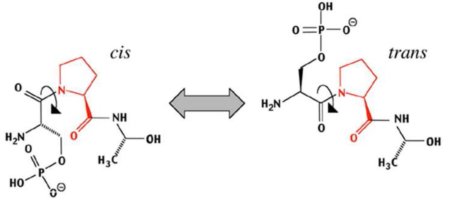 그림 25. P in 1 의 cis/trans isomerization 기능