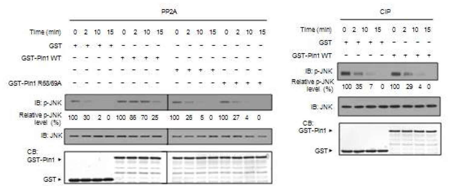 그림 28. 인산화된 JNK에 작용하는 PP2A의 탈인산화기능이 Pin1에 의해 억제되는 현상
