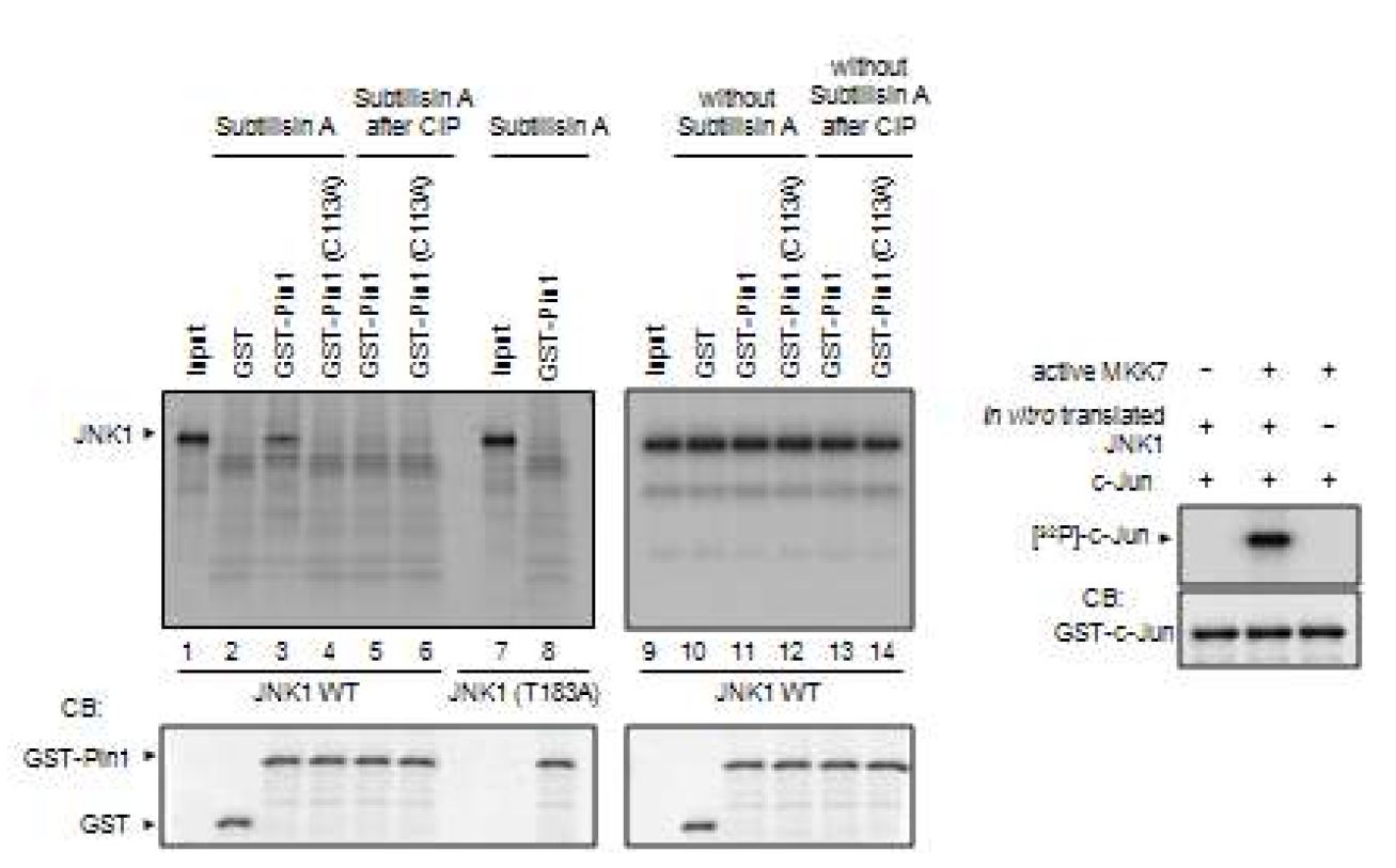 그림 29. Pin1에 의한 JNK의 구조변화에 의한 subtilisin digestion 저항성 연구결과