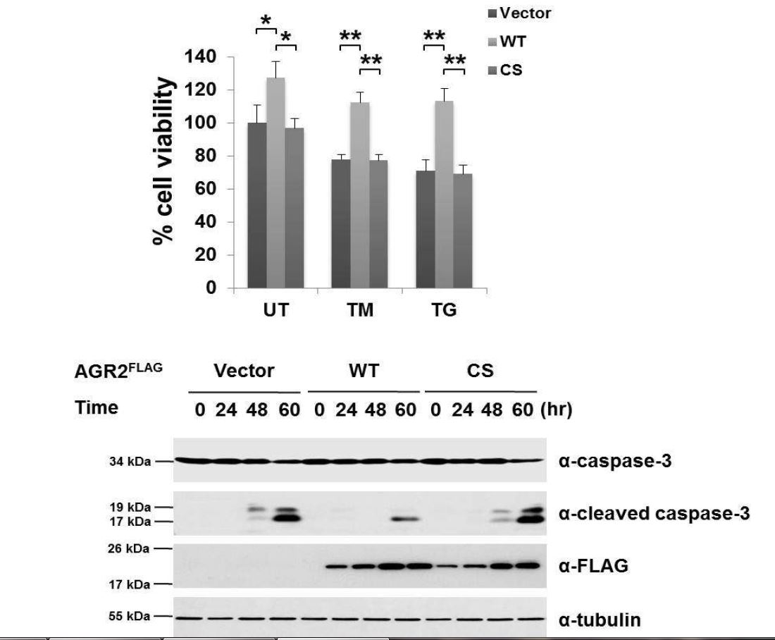 그림 33. AGR2 과발현과 소포체 스트레스에 유도된 세포사멸과의 상관관계