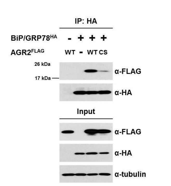 그림 35. AGR2 CS mutant와 BiP/GRP78의 결합