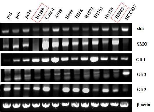 그림 3 NSCLC의 Shh signaling pathway mRNA발현