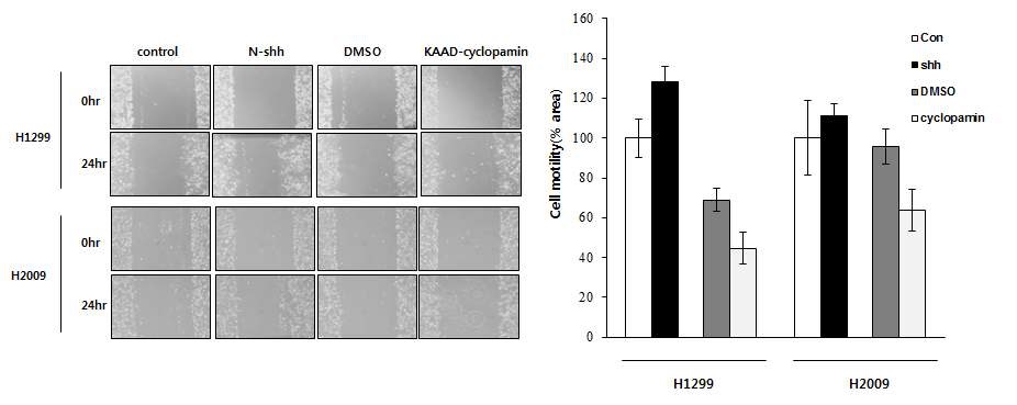그림 6 NSCLC의 shh 유도성 Wound healing migration assay