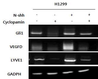 그림9 cyclopamin에 따른 Lymphagiogenesis factor 의 mRNA 발현 변화