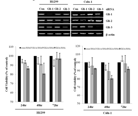 그림 10 Shh/Gli 신호전달경로에서 Gli siRNA의 세포성장에 대한 저애효과