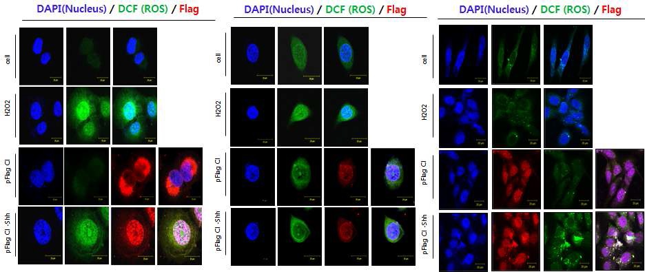 그림 15 shh 신호전달 경로의 활성화에 의한 ROS 생성(Immunofluorescence assay)