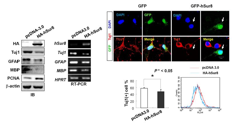 그림 4. human Sur8 (hSur8)을 이용하여 분화 신경줄기세포에서 Sur8의 발현과 분화 및 증식과의 관계 확인