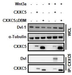 그림 10. Dvl과 CXXC5의 binding 확인