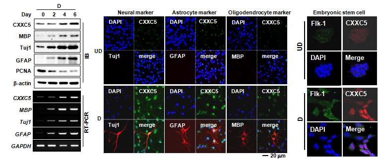 그림 13. 신경줄기세포 및 배아줄기세포의 분화과정에서 CXXC5의 발현패턴 확인