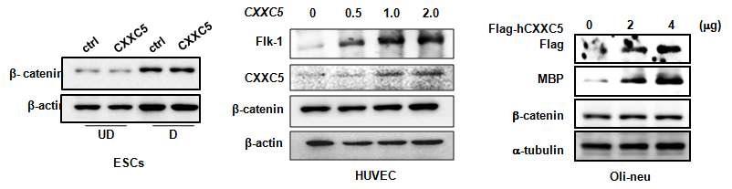 그림 14. CXXC5가 세포내 핵에 존재하는 세포들의 Wnt/β-catenin 신호전달계 조절여부 확인