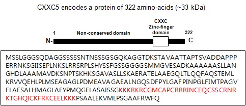 그림 15. CXXC5의 단백질 서열