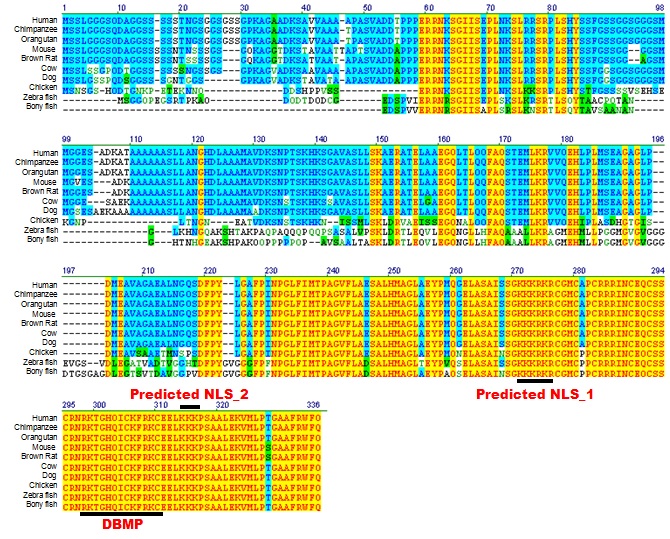 그림 16. 다른 종간의 CXXC5 서열분석을 통한 NLS 존재 확인