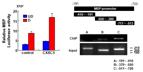 그림 17. 신경줄기세포의 분화에 있어 CXXC5가 전사인자로써 MBP promoter조절 확인
