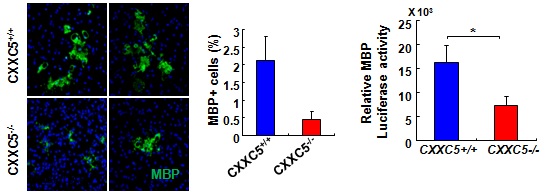 그림 19. CXXC5 knockout 생쥐유래 신경줄기세포의 특성 규명