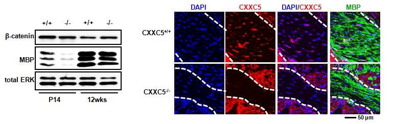 그림 20. CXXC5 knockout 생쥐의 뇌 부위에서 CXXC5 발현 및 MBP 발현 확인