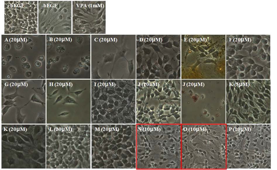 그림 22. 신경줄기세포를 이용하여 저분자화합물의 분화유도정도를 확인함.